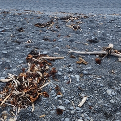 Charadrius bicinctus bicinctus