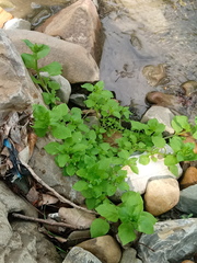 Stellaria media
