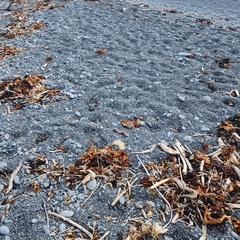 Charadrius bicinctus bicinctus