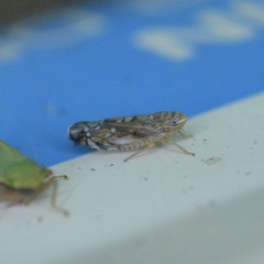 Scaphoideus opalinus