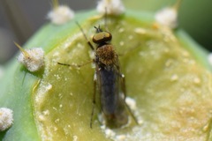 Therevidae