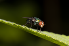 Calliphoridae
