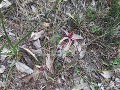 Caladenia reticulata