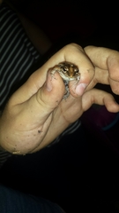 Leptodactylus albilabris