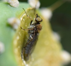 Therevidae