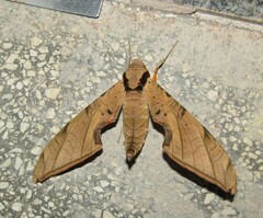 Protambulyx strigilis