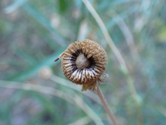 Helenium puberulum