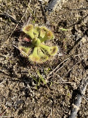 Drosera