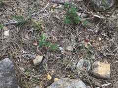 Caladenia reticulata