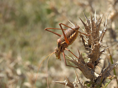 Steropleurus pseudolus