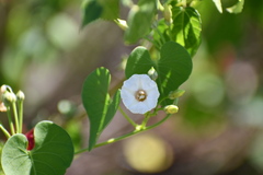 Ipomoea amnicola