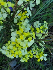 Erysimum capitatum