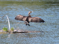Phalacrocorax carbo