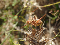 Steropleurus pseudolus