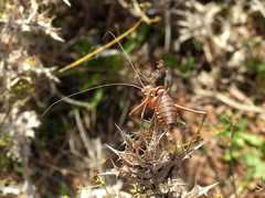 Steropleurus pseudolus