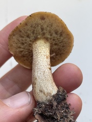 Suillus hirtellus