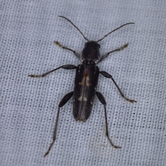 Xylotrechus sagittatus