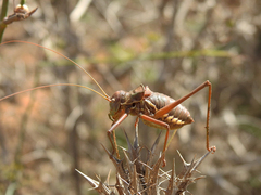 Steropleurus pseudolus