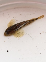 Cottus