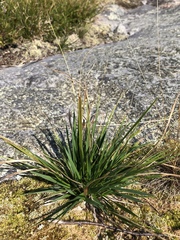 Dichanthelium linearifolium