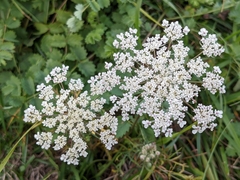 Apioideae