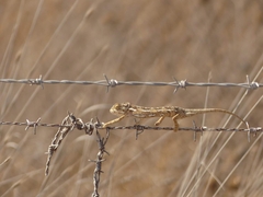 Chamaeleo chamaeleon