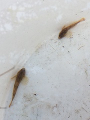 Cottus