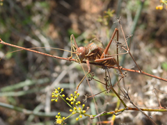 Steropleurus pseudolus