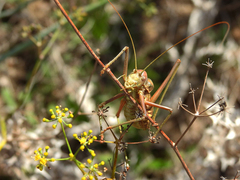 Steropleurus pseudolus