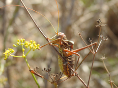 Steropleurus pseudolus