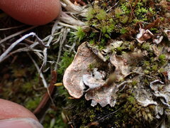 Illosporium carneum