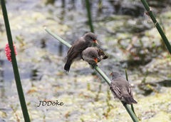 Serpophaga nigricans