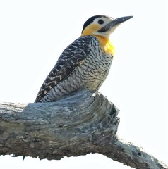 Colaptes campestris campestroides