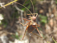 Steropleurus pseudolus