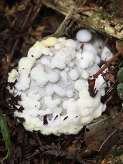 Hypomyces microspermus