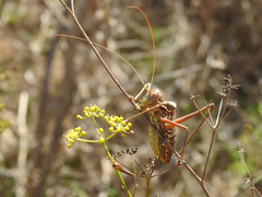 Steropleurus pseudolus