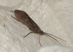 Anabolia nervosa