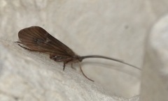 Anabolia nervosa
