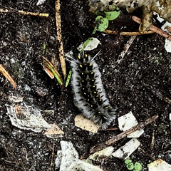 Lophocampa roseata