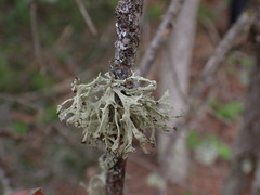 Ramalina obtusata