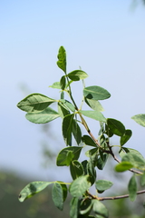 Ptelea trifoliata