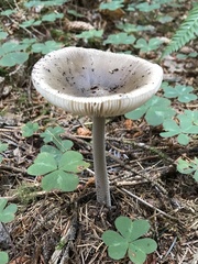 Amanita pachycolea