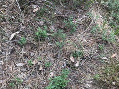 Caladenia reticulata