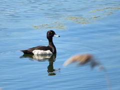 Aythya fuligula
