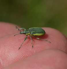 Chlorophanus viridis