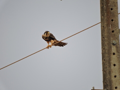 Falco femoralis