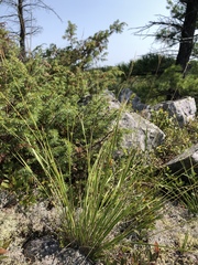 Dichanthelium linearifolium