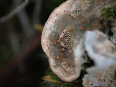 Illosporium carneum