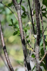 Ptelea trifoliata