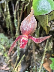 Pleurothallis